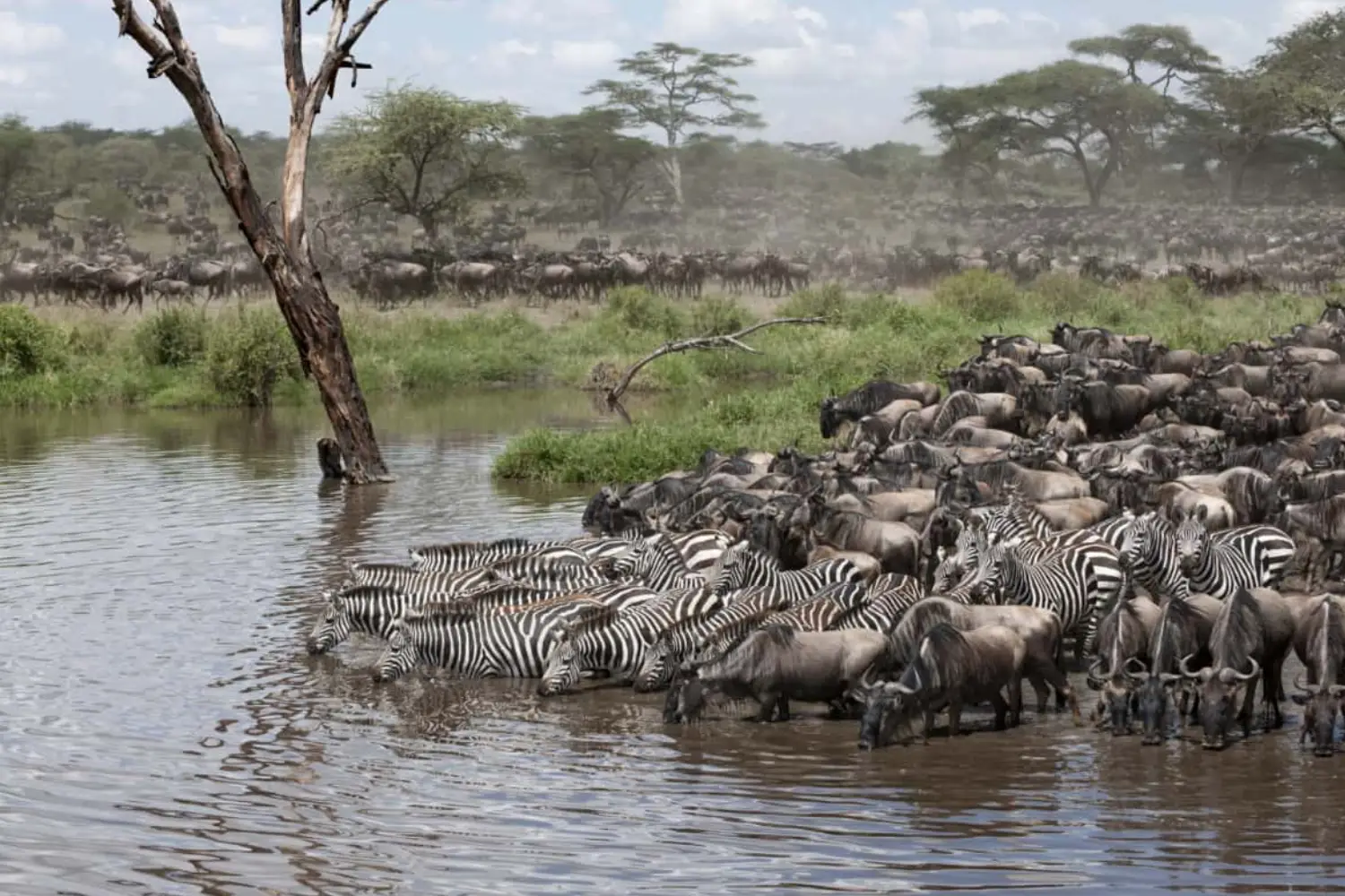 Masai Mara Safari