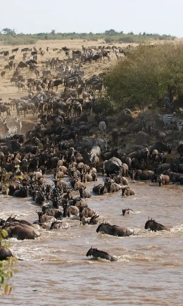 Masai Mara Safari