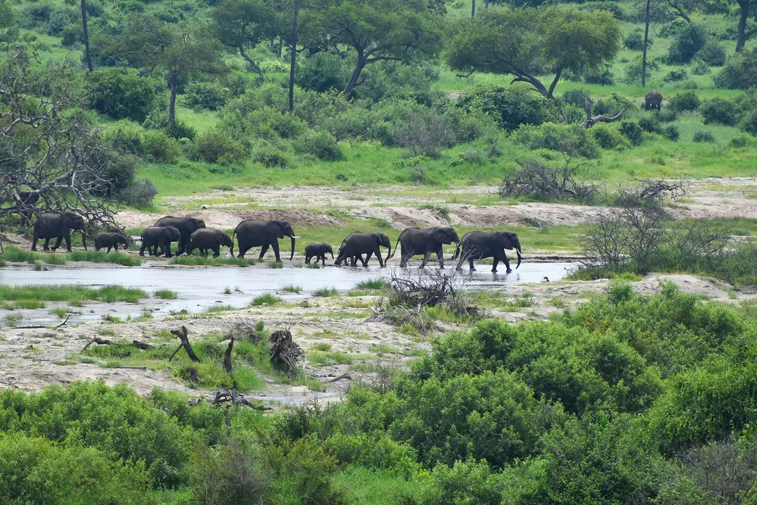 Tanzania Midrange Safari