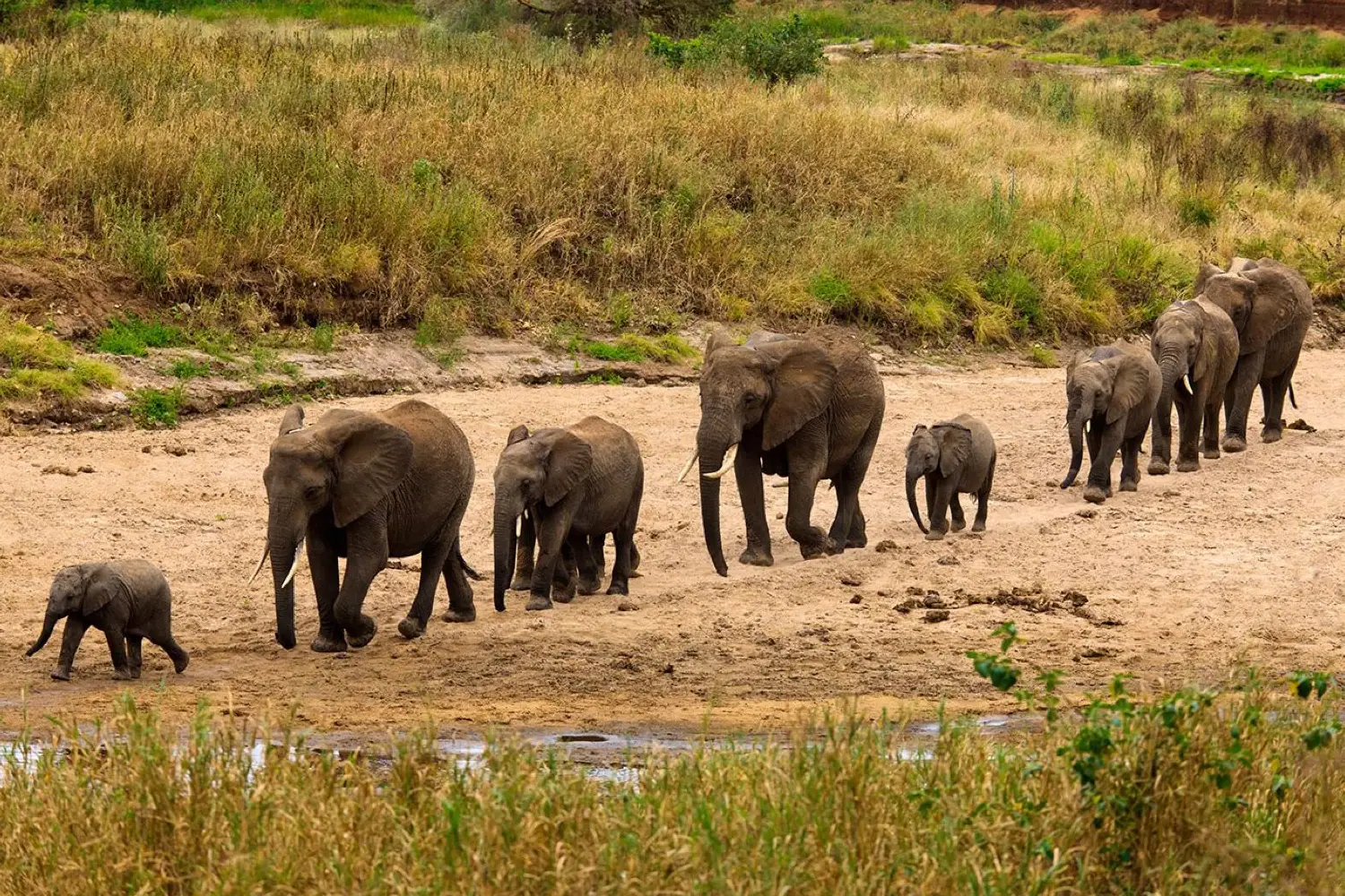 Tanzania Midrange Safari