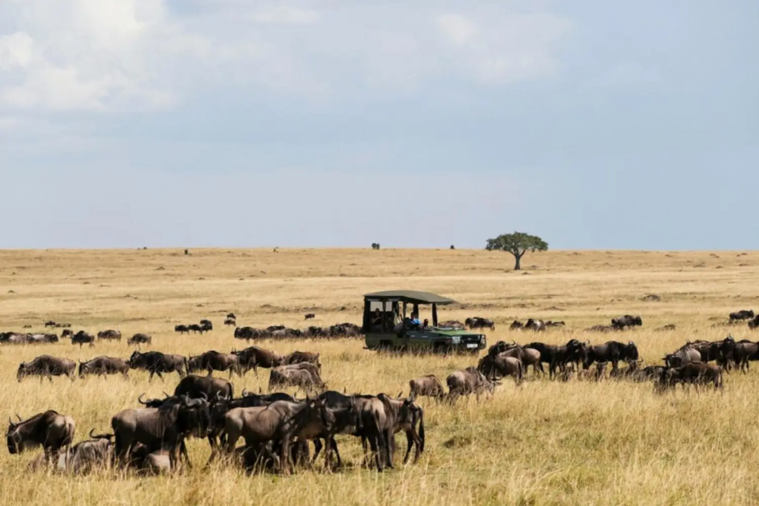 Wildebeest Migration Kenya Safari to Masai Mara