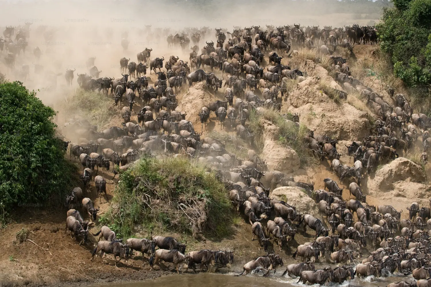 Wildebeest Migration Kenya Safari to Masai Mara