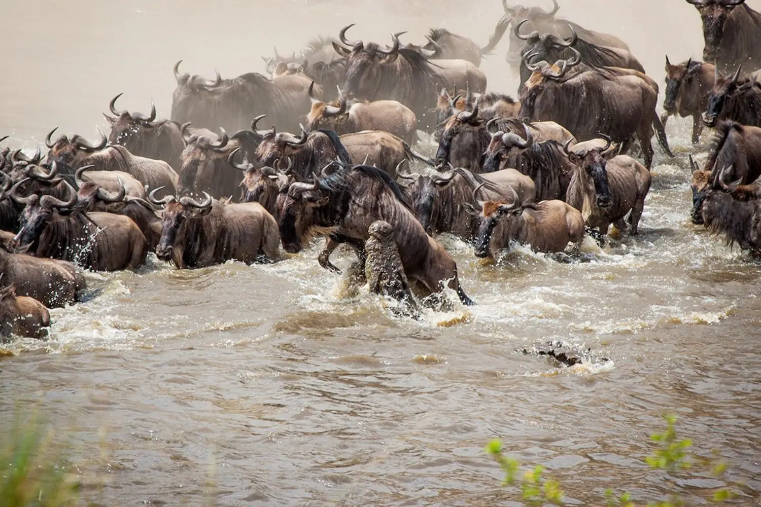 Wildebeest Migration Kenya Safari to Masai Mara