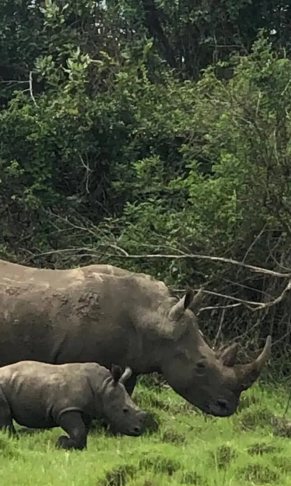 Murchison Falls & Ziwa Rhino Sanctuary