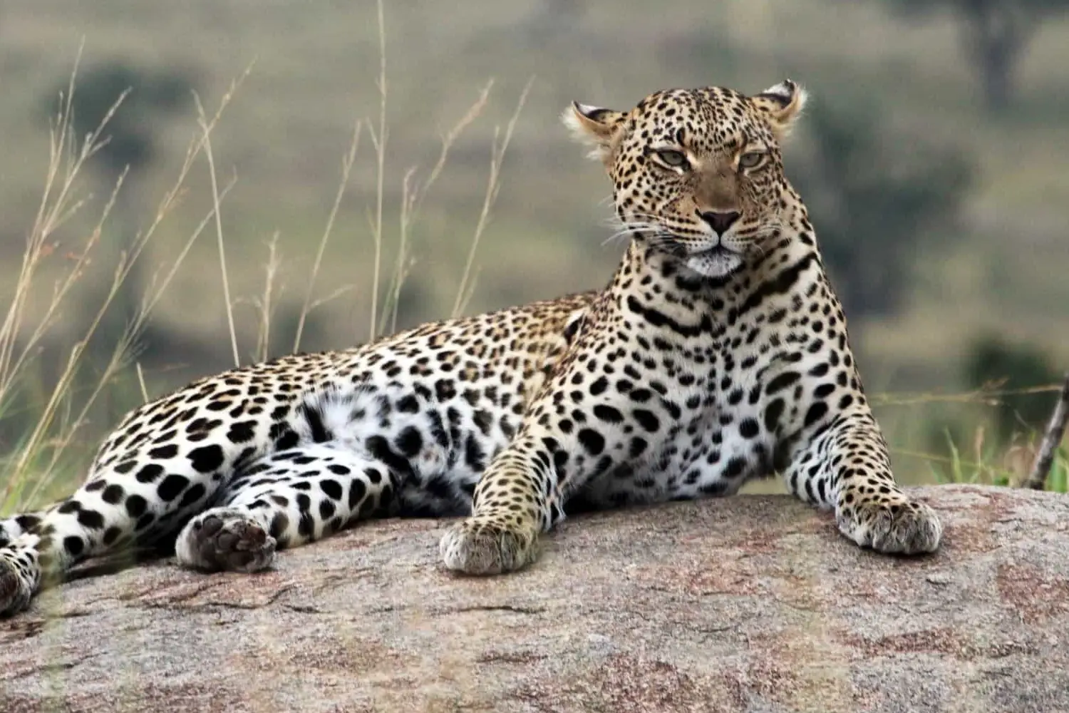Tanzania Safari Adventure