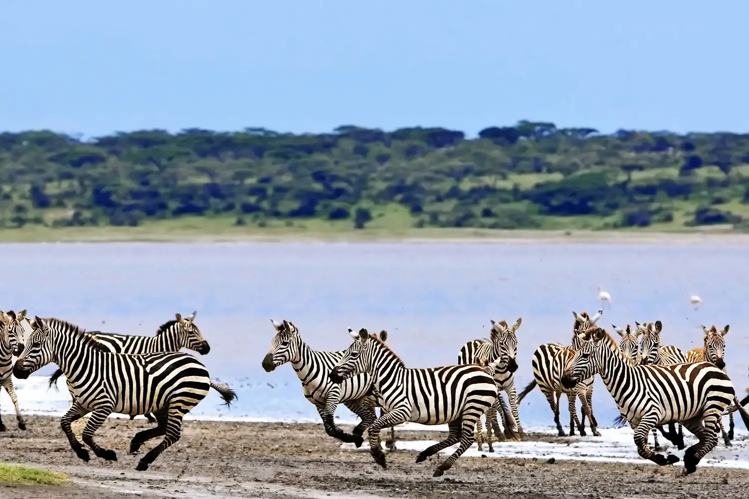 Tanzania Safari Adventure