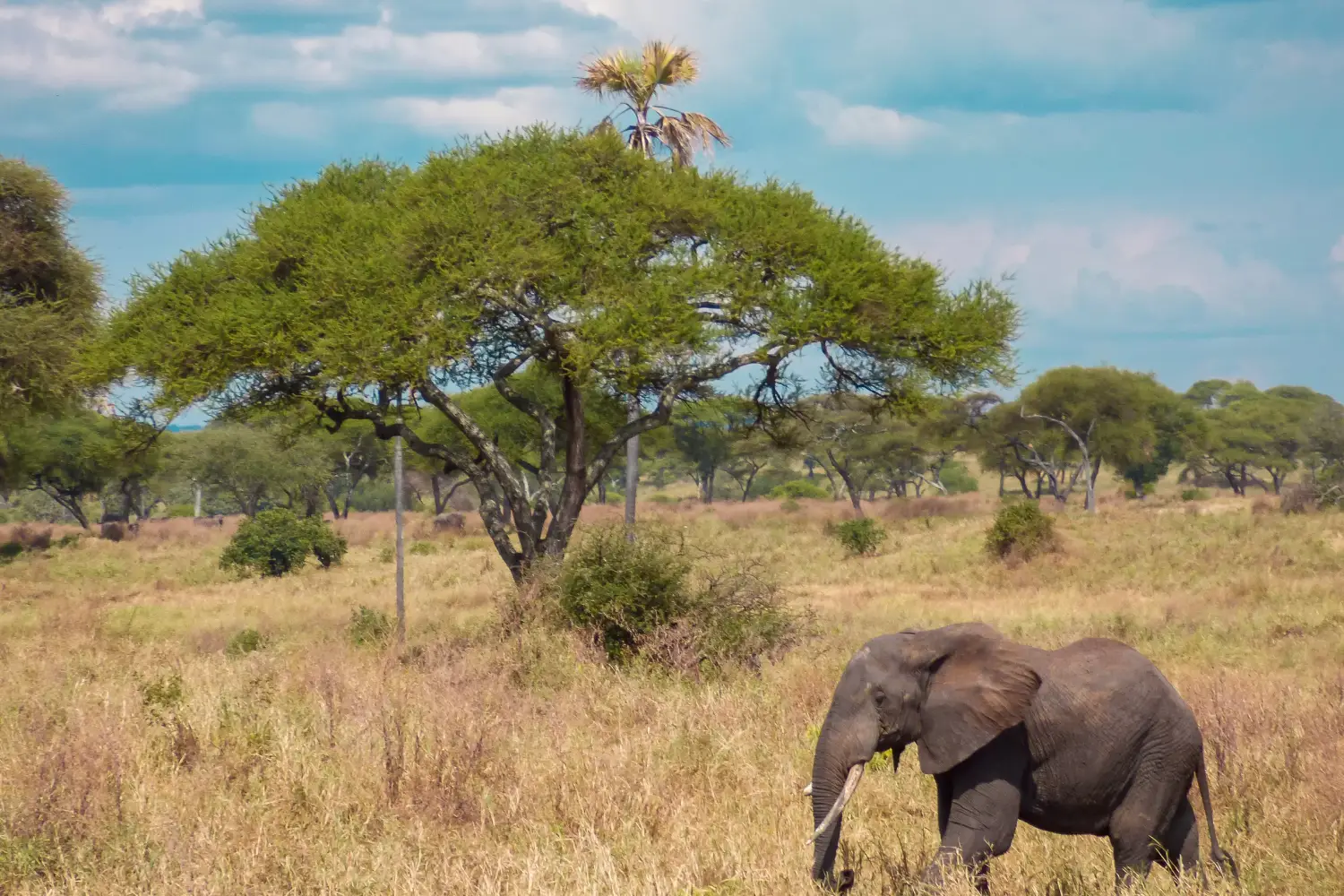 Tanzania Safari Adventure