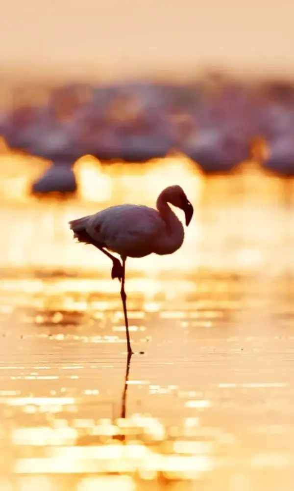 Tanzania Safari Adventure