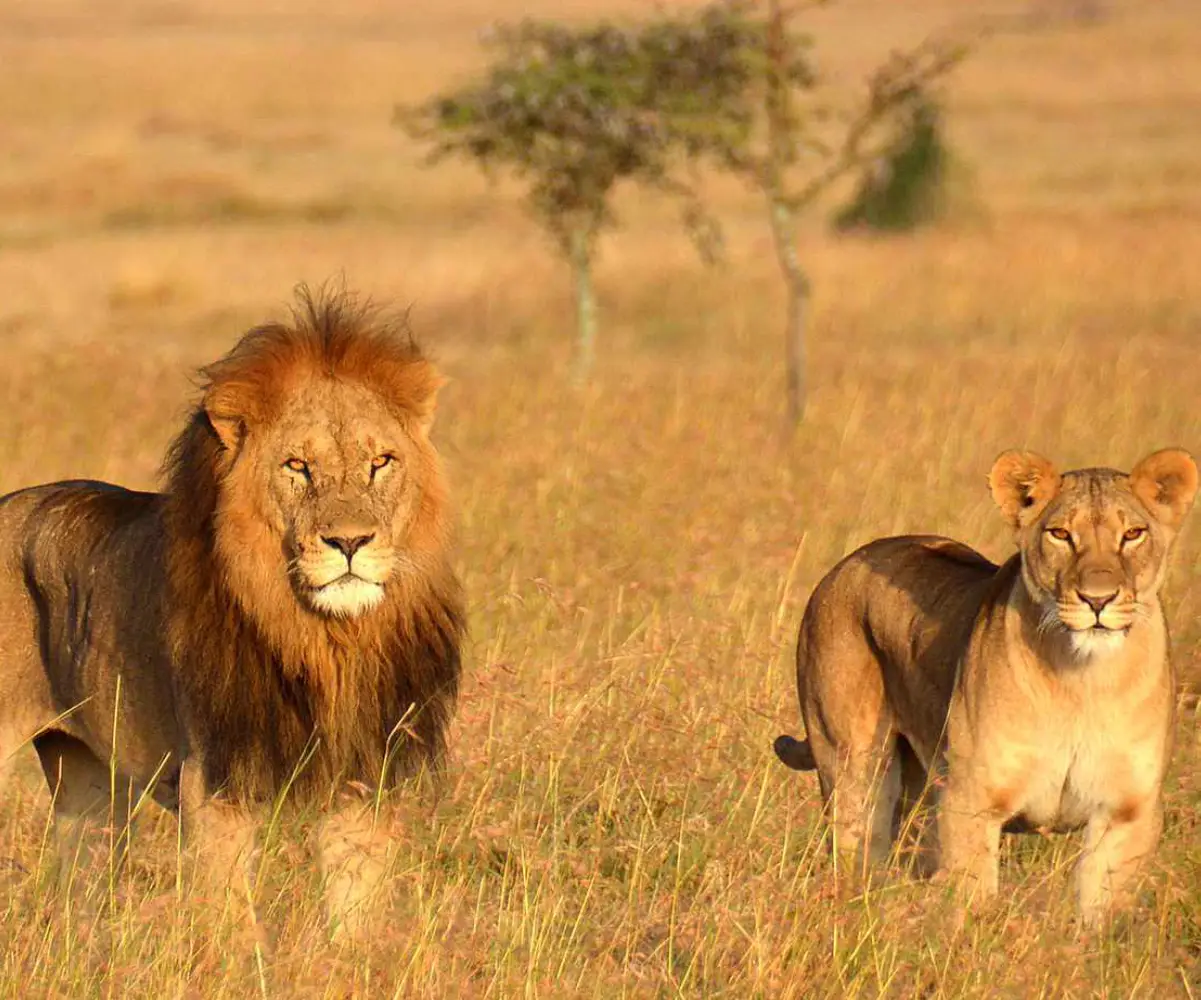 Kenya African Big Five Safari