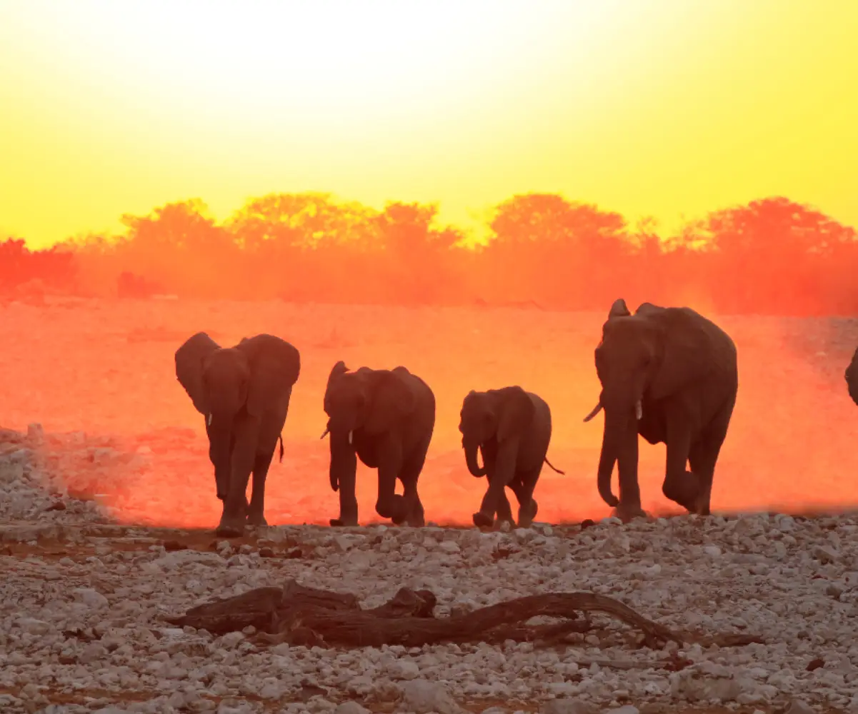 Kenya African Big Five Safari