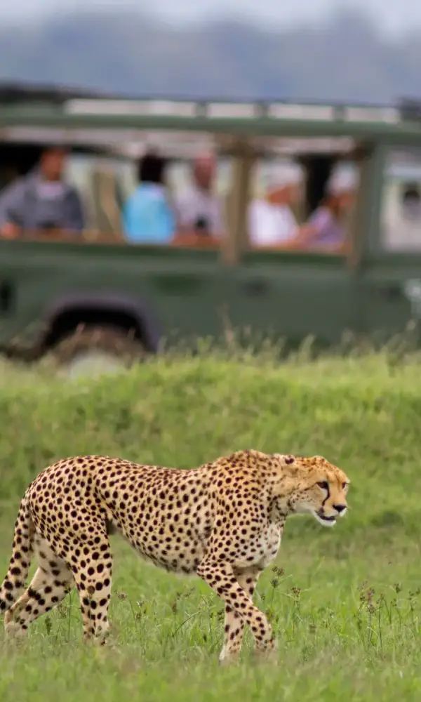 Kenya African Big Five Safari