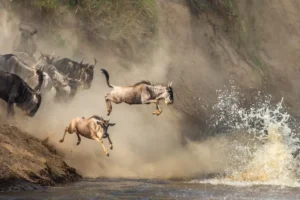 Best Time to See the Great Wildebeest Migration: Month-by-Month Safari Guide