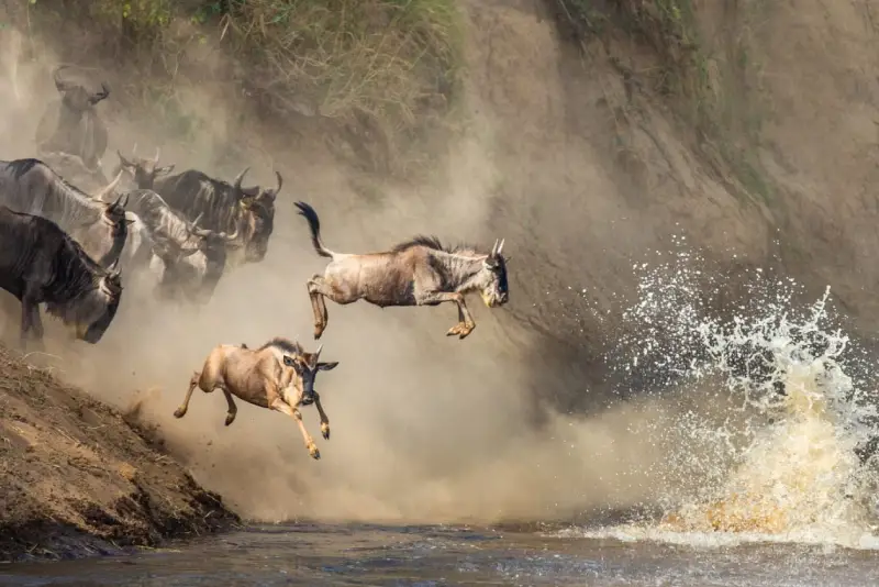 Best Time to See the Great Wildebeest Migration: Month-by-Month Safari Guide