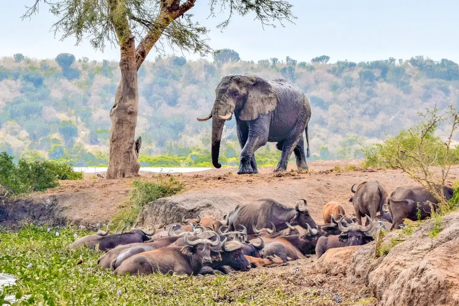 Big Five Photography Safari in Uganda