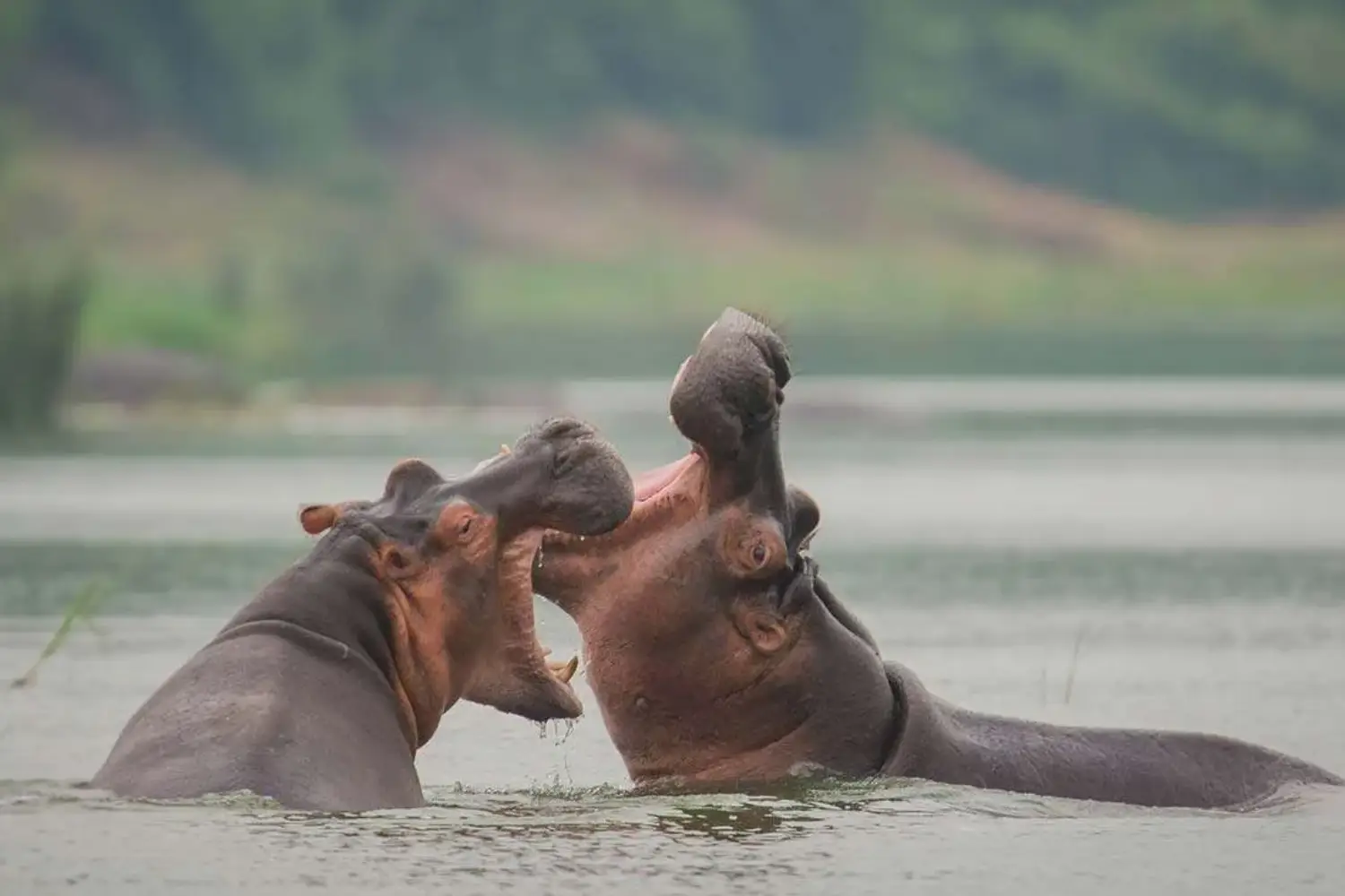 Big Five Photography Safari in Uganda