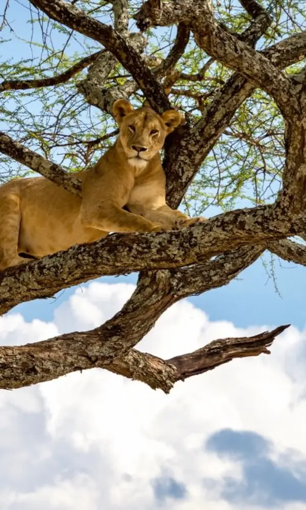 Big Five Photography Safari in Uganda