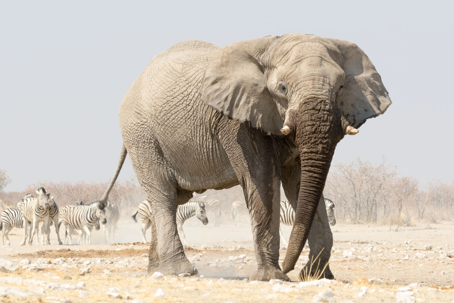 6 Days Botswana Safari to Okavango and Namibia Tour