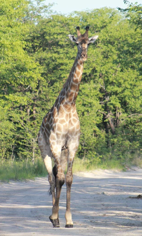 6 Days Botswana Safari to Okavango and Namibia Tour