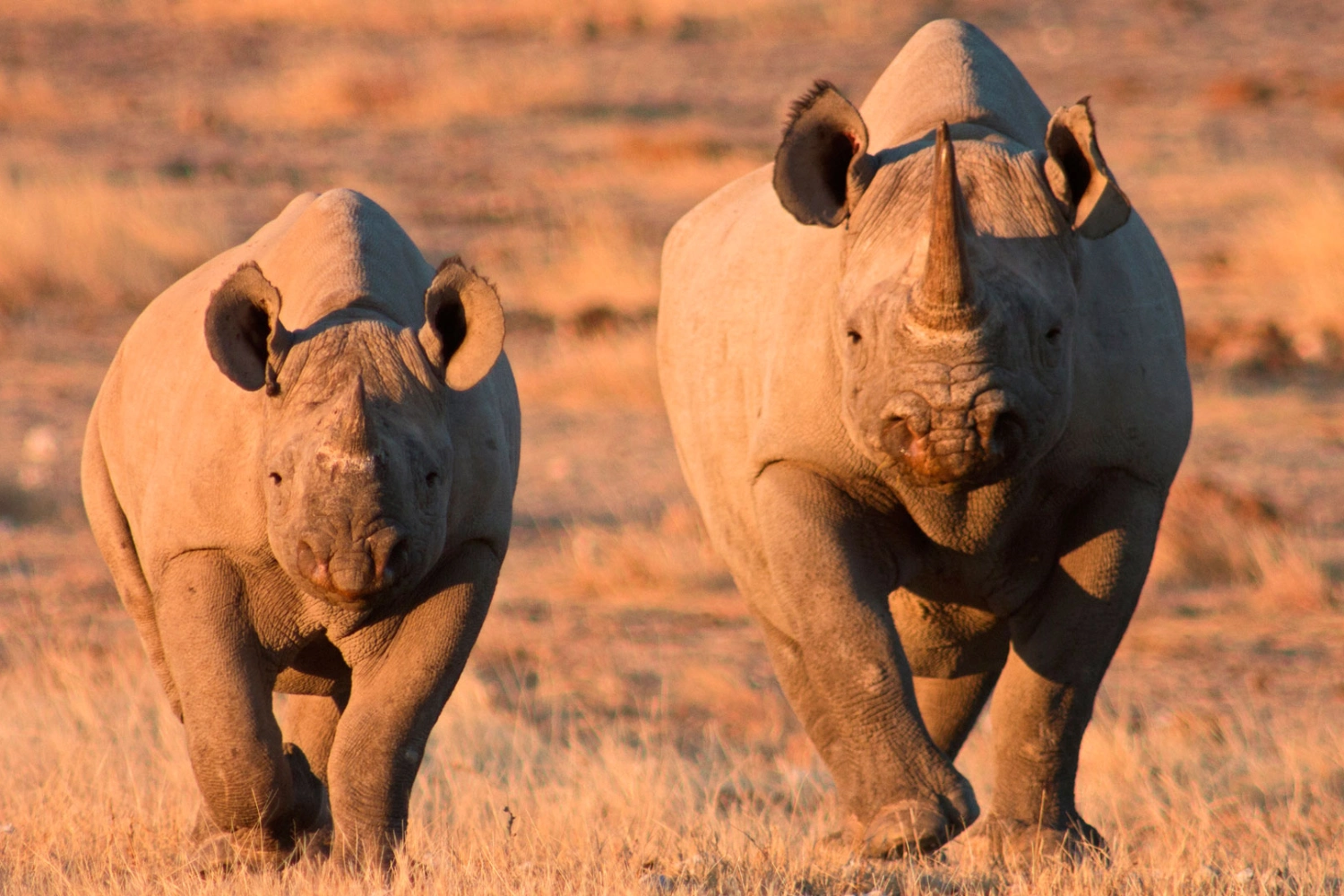6 Days Botswana Safari to Okavango and Namibia Tour