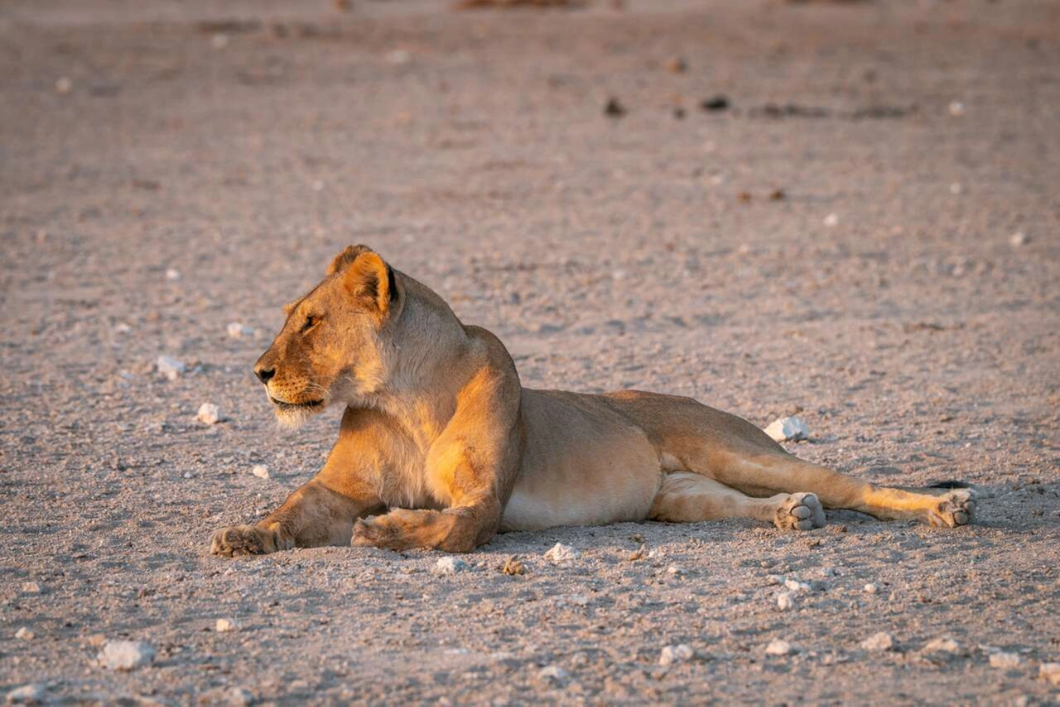 6 Days Botswana Safari to Okavango and Namibia Tour