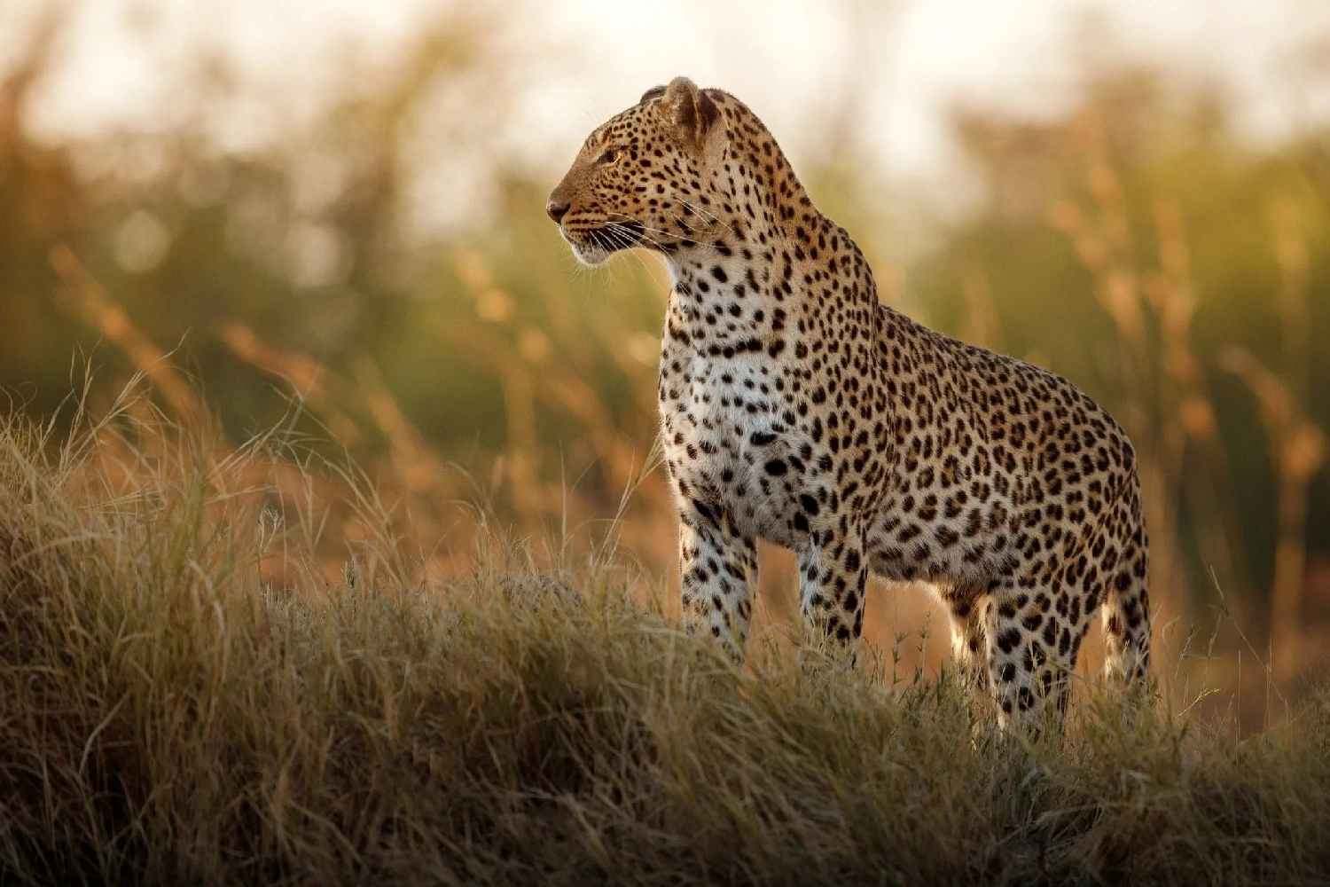6 Days Kruger Zambezi Safari & Victoria Falls Adventure