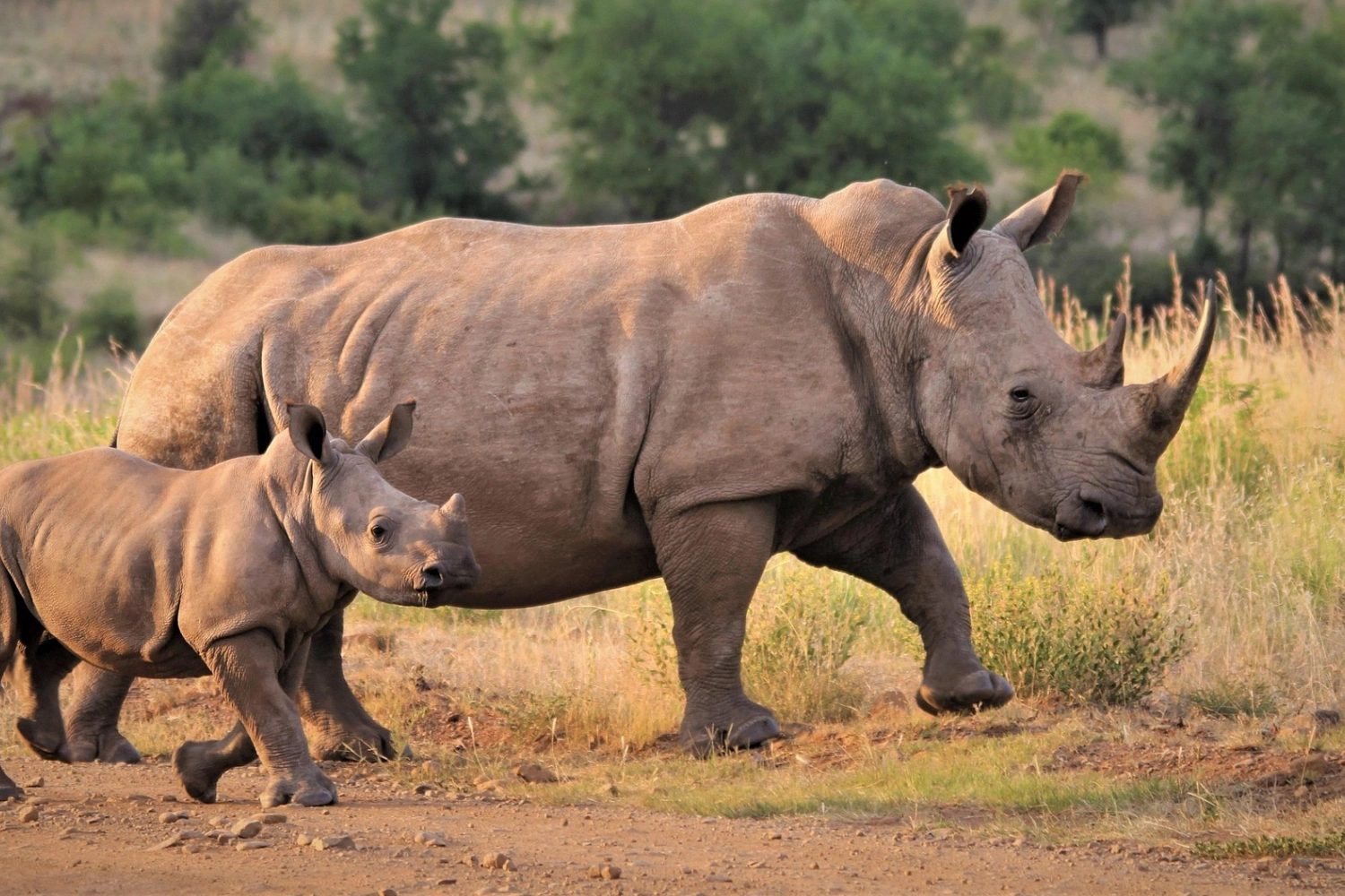 6 Days Kruger Zambezi Safari & Victoria Falls Adventure