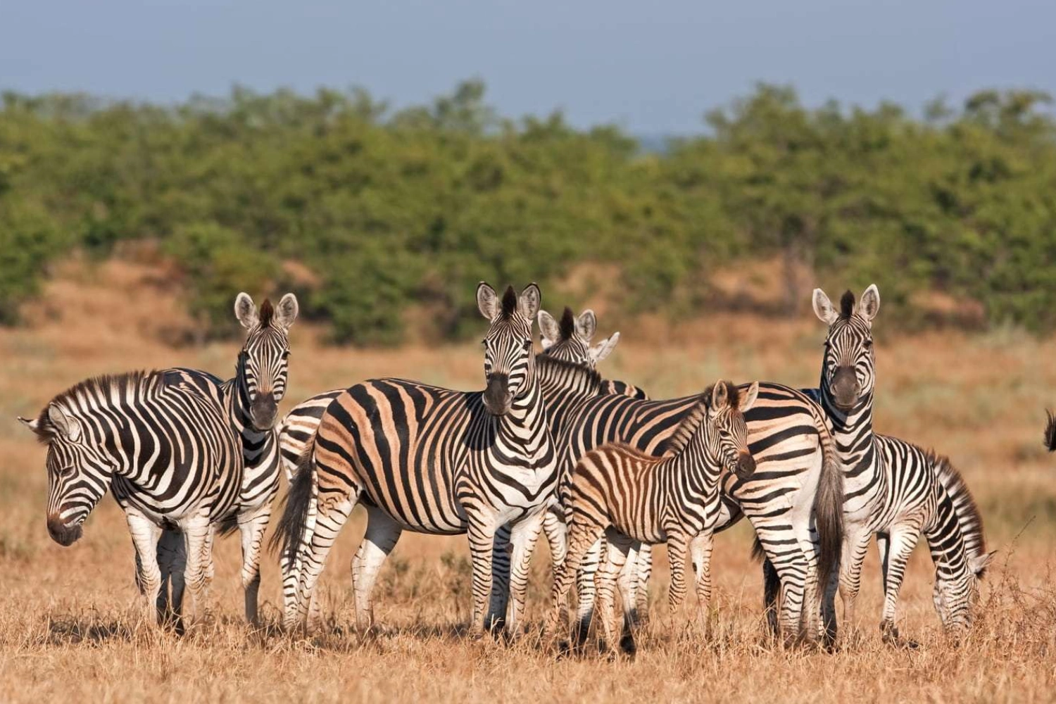 6 Days Kruger Zambezi Safari & Victoria Falls Adventure