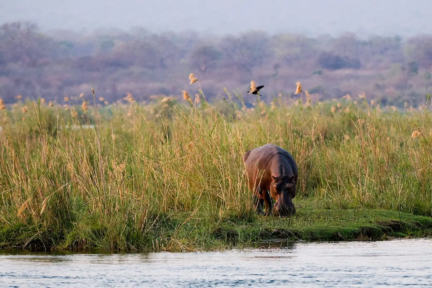Zimbabwe And Zambia Safari Adventure
