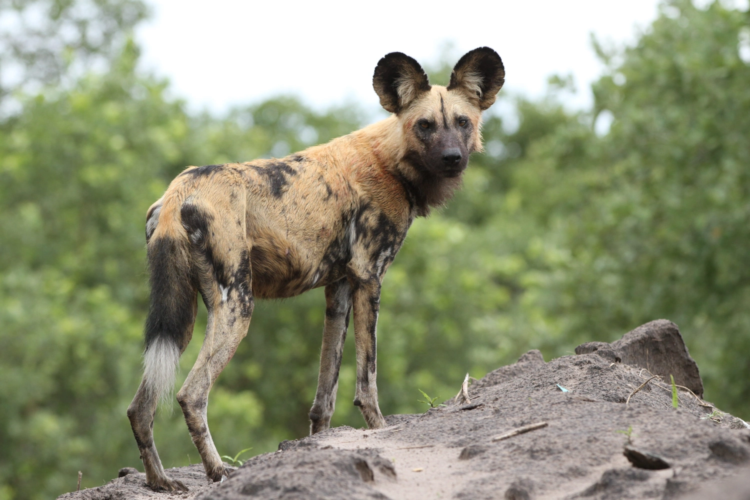 7 Days Best of Big Cats Botswana Safari