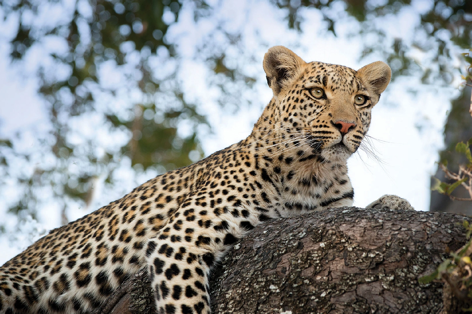 7 Days Best of Big Cats Botswana Safari