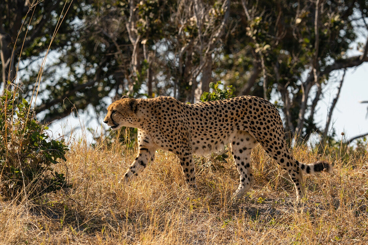 7 Days Best of Big Cats Botswana Safari
