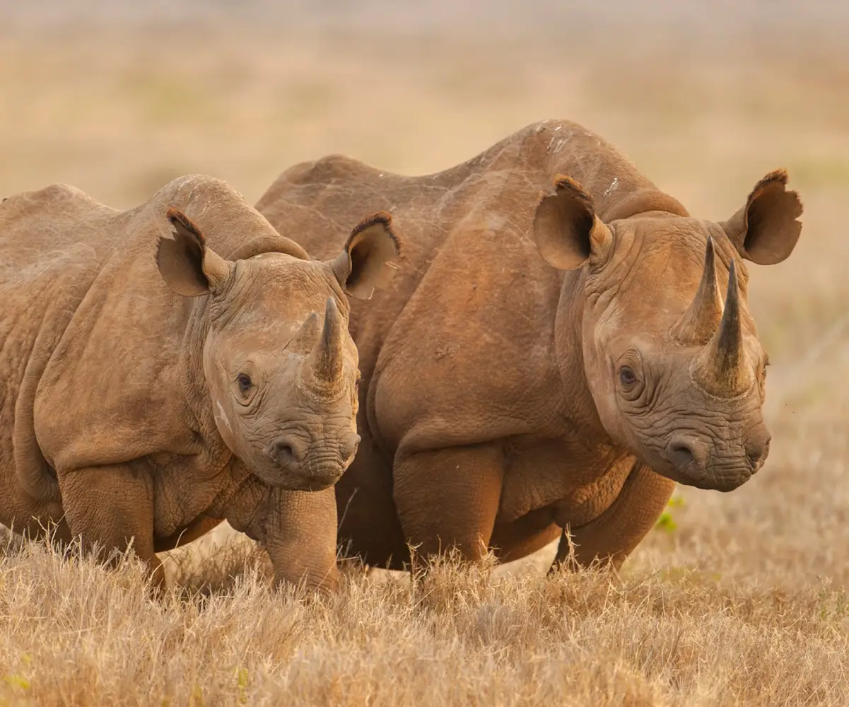 Kenya Big Five Safari Adventure
