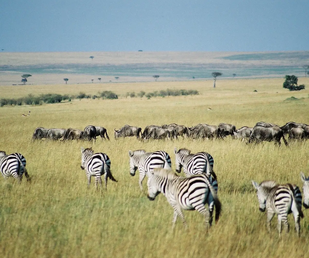 Kenya Big Five Safari Adventure