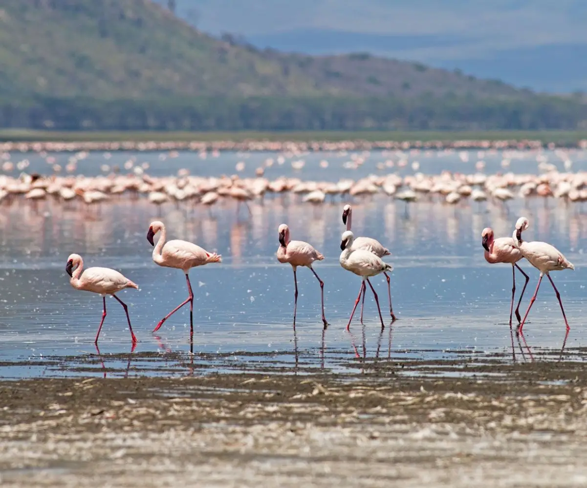 Kenya Big Five Safari Adventure