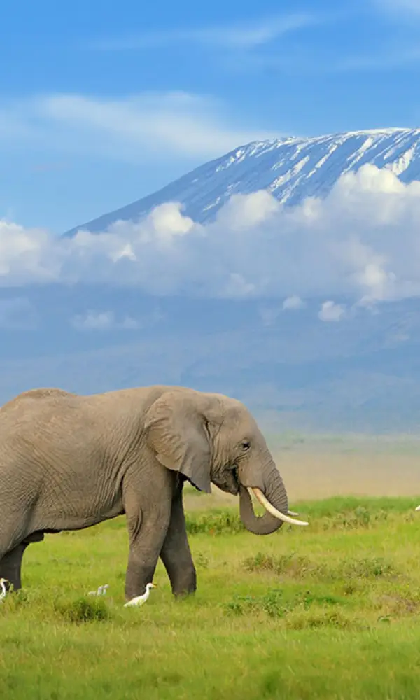 Kenya Big Five Safari Adventure