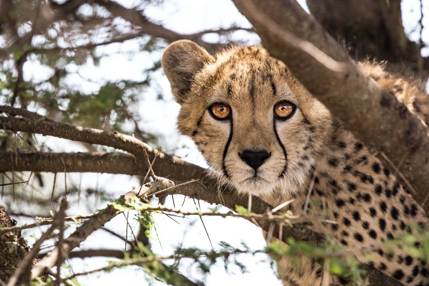 7-Days Kruger Park & Zambia Safari Adventure