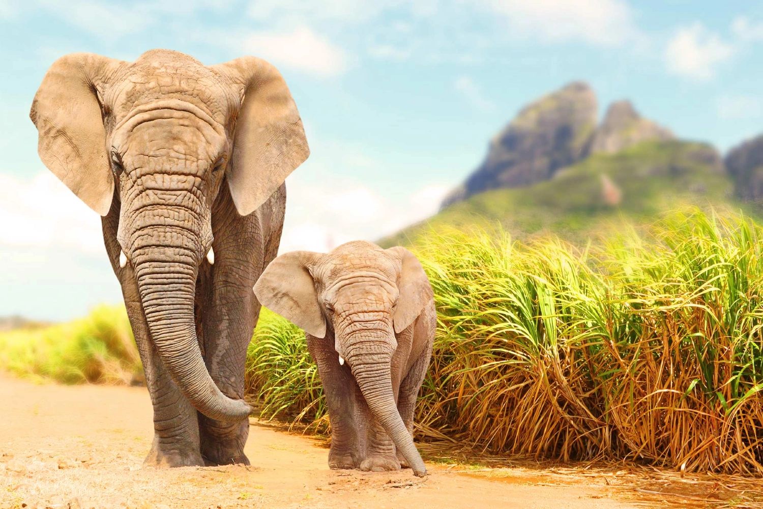 7-Days Kruger Park & Zambia Safari Adventure