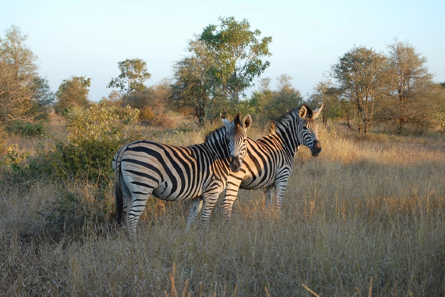 7-Days Kruger Park & Zambia Safari Adventure