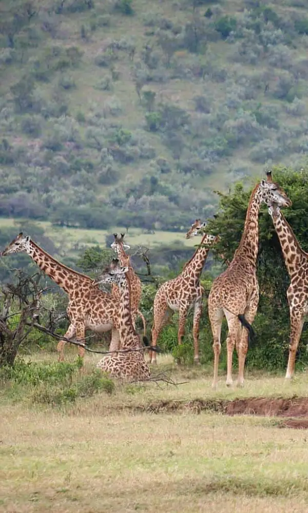 Luxury Kenya Safari Holiday
