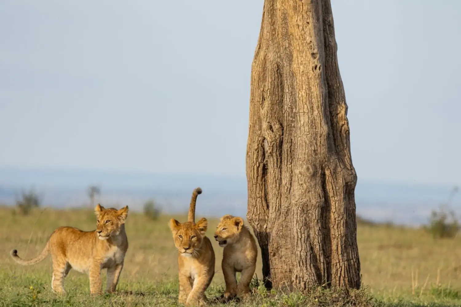 Private Family Safari In Kenya