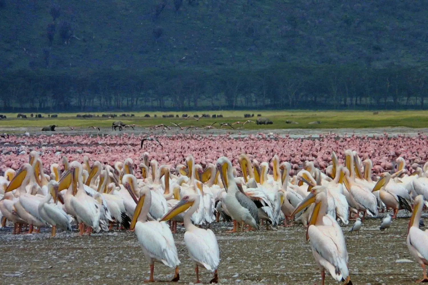 Private Family Safari In Kenya