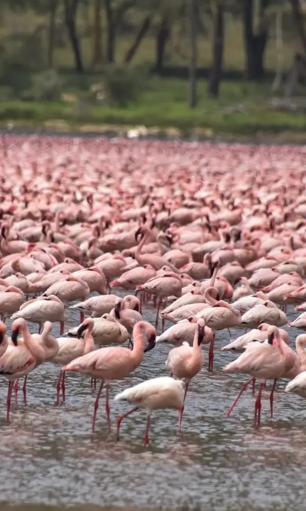 Private Family Safari In Kenya