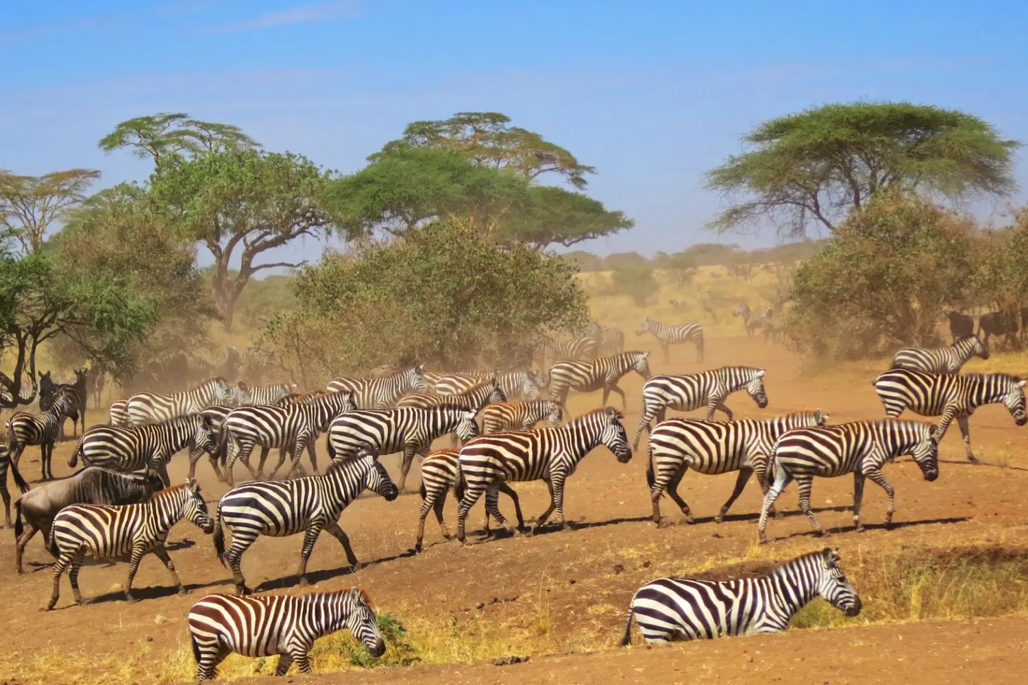 Tanzania Midrange Safari