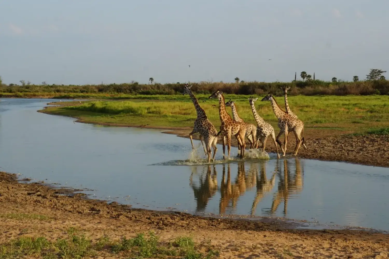 Tanzania Midrange Safari