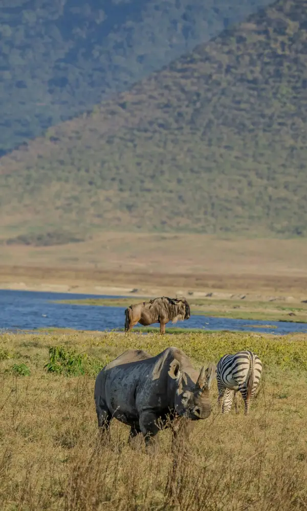 Tanzania Midrange Safari
