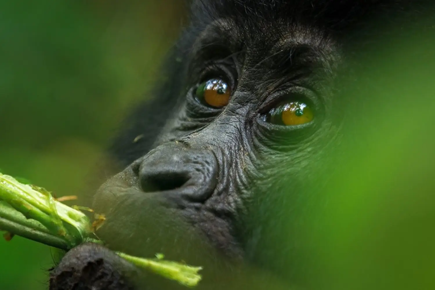 Uganda Beauty Photography Safari