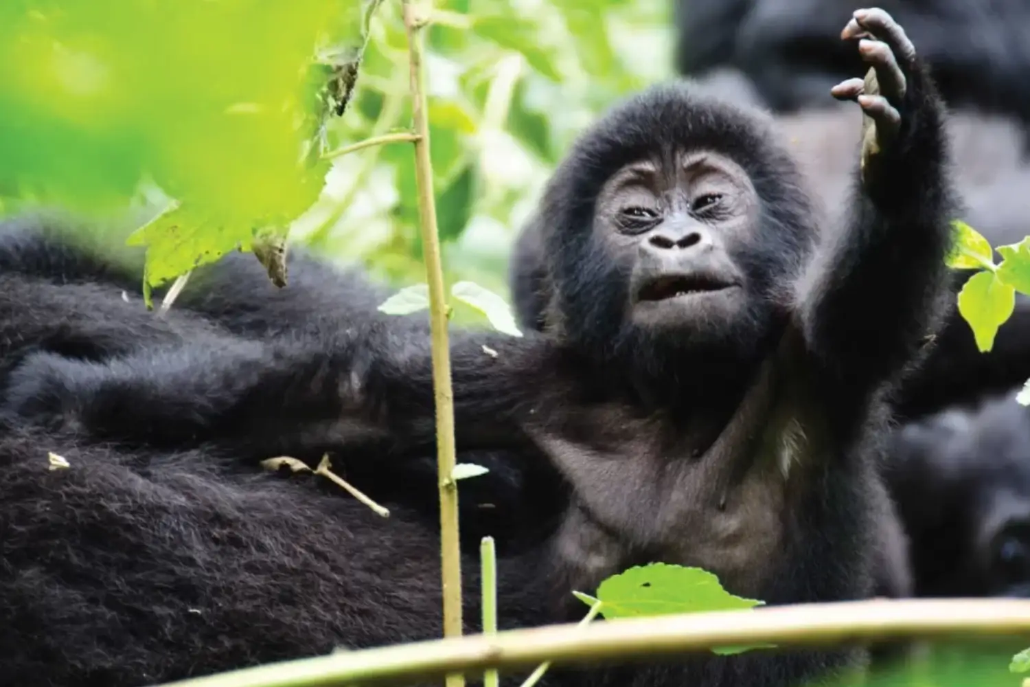 Uganda Beauty Photography Safari