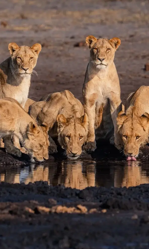 Zimbabwe Safari Tours