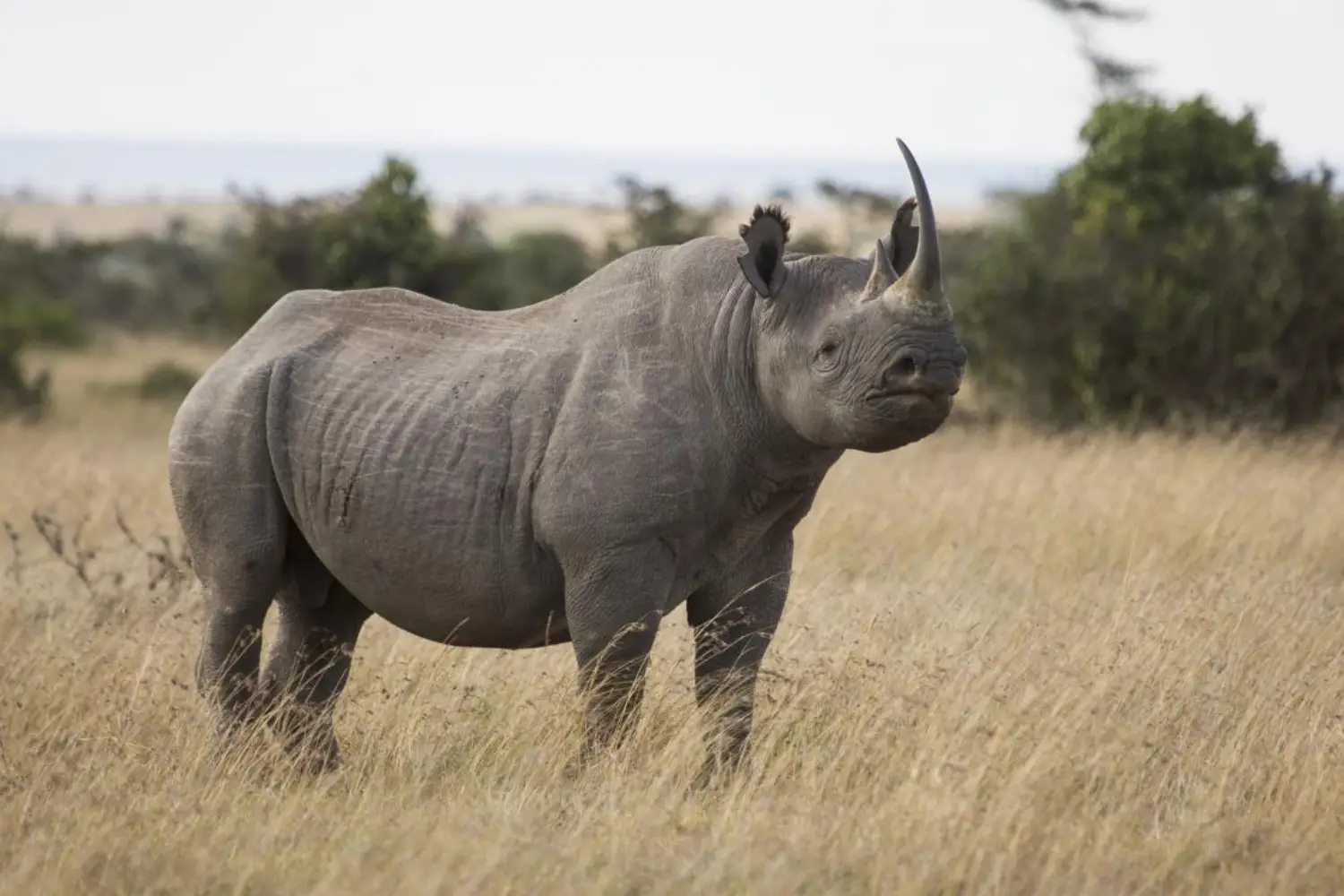 Kenya Big Five Adventure Safari
