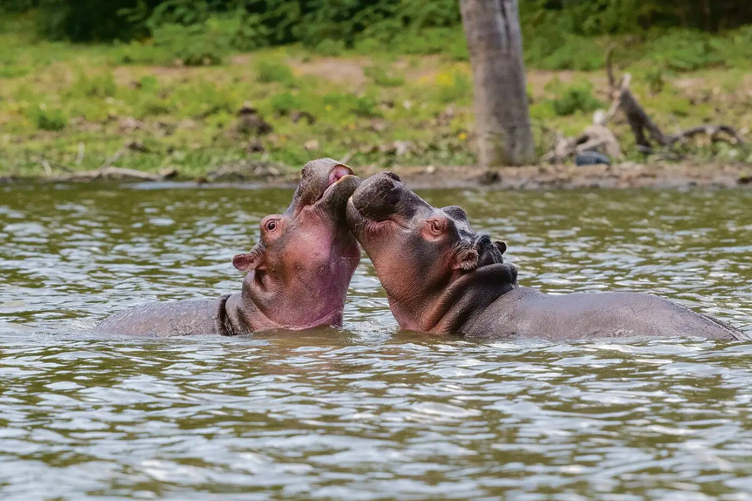 Kenya Big Five Adventure Safari